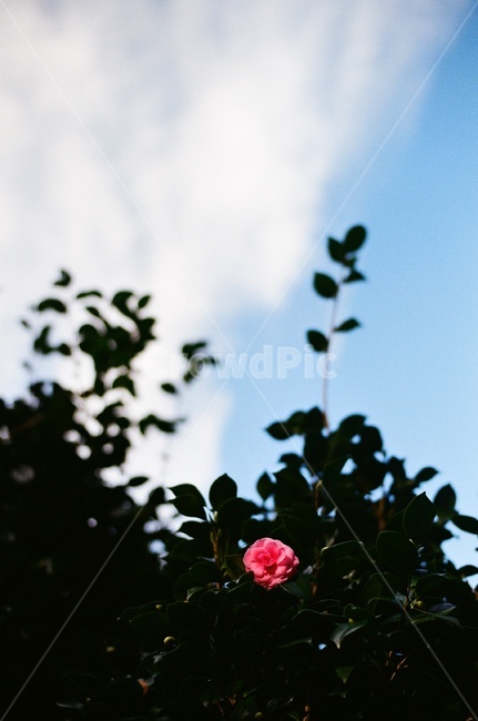 필름사진,filmphotography,필름,식물,plant,꽃,flower,동백,한송이