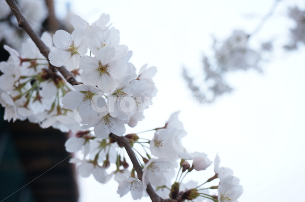벚꽃,벚꽃나무,벚꽃잎,봄꽃,벚나무,봄,계절,spring,season,식물,자연,plants,nature,꽃,flower,plant,blossom