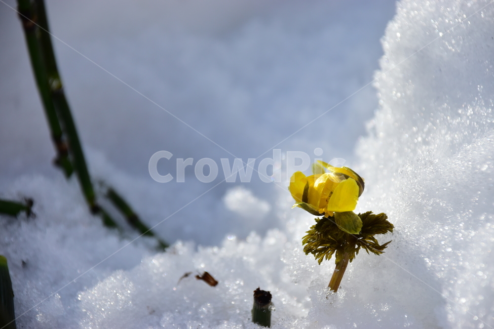 복수초,야생화,봄,눈,설중,꽃,풀꽃,자연,식물,식생,감성,힐링,plants,nature,spring,season,flower,emotion,feeling,노란색,노랑,초본