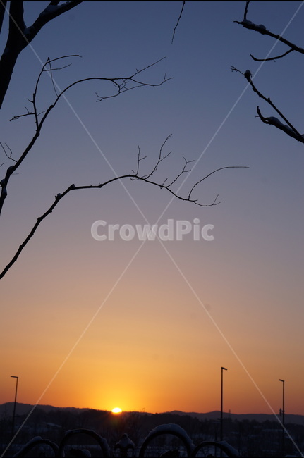 일출,해,풍경,자연,겨울,나무,자연,풍경,nature,landscape,실루엣,그림자,silhouette,shadow,outdoors,옥외