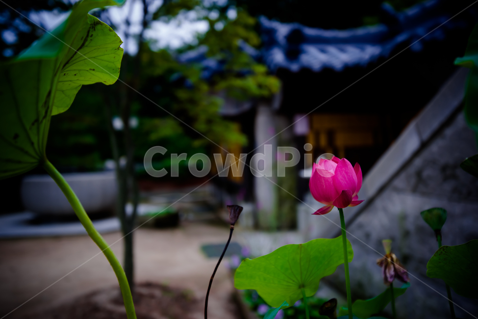 배경,뒷배경,배경이미지,바탕,꽃,개화,만개,꽃송이,꽃봉오리,심학산,약천사,절,연꽃,꽃한송이