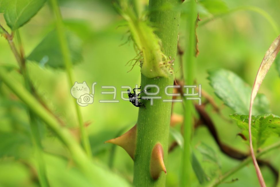 식물, plant, 곤충, animal, insect, 사진,이미지,일러스트,캘리그라피 - benjamin작가