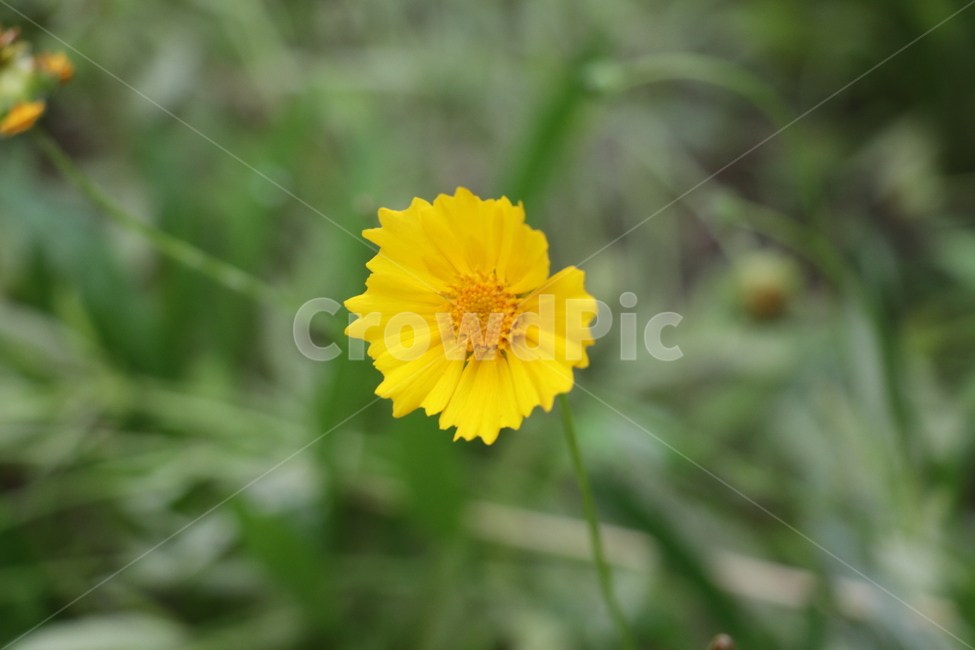 꽃,노랑,여름,자연,식물,노란꽃,들꽃,공원,여름꽃,식물,자연,plants,nature,꽃,flower