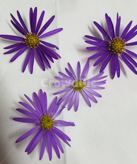 꽃,들꽃,flower,wildflower,꽃잎,petal,floralleaf