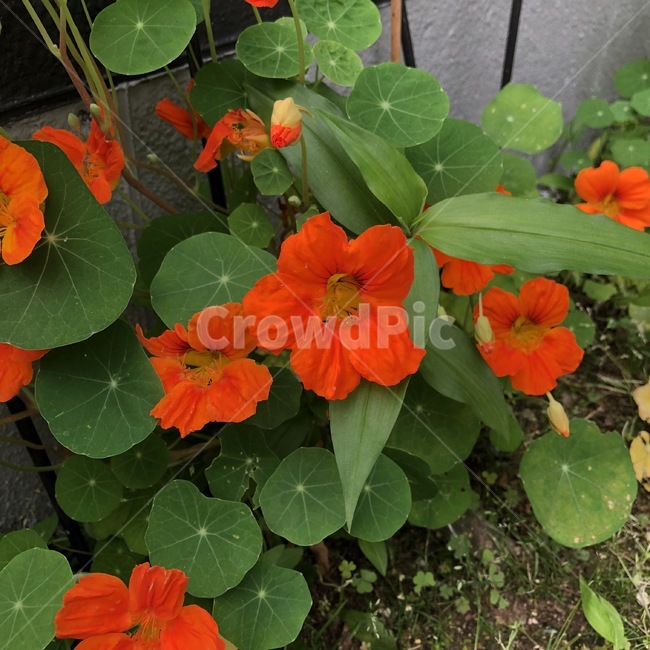 꽃,식물,주황,초록,자연,flower,plants,orange,green,nature,hana,shokubutsu,orenziiro,midori,식물,자연,plants,nature,꽃,flower