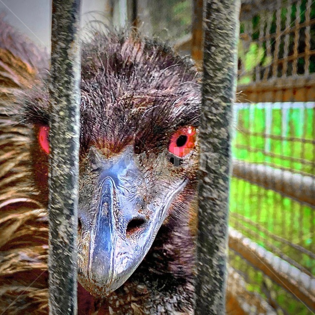 bird,새,animal,동물,동물원,동물,animal,조류,새,birds