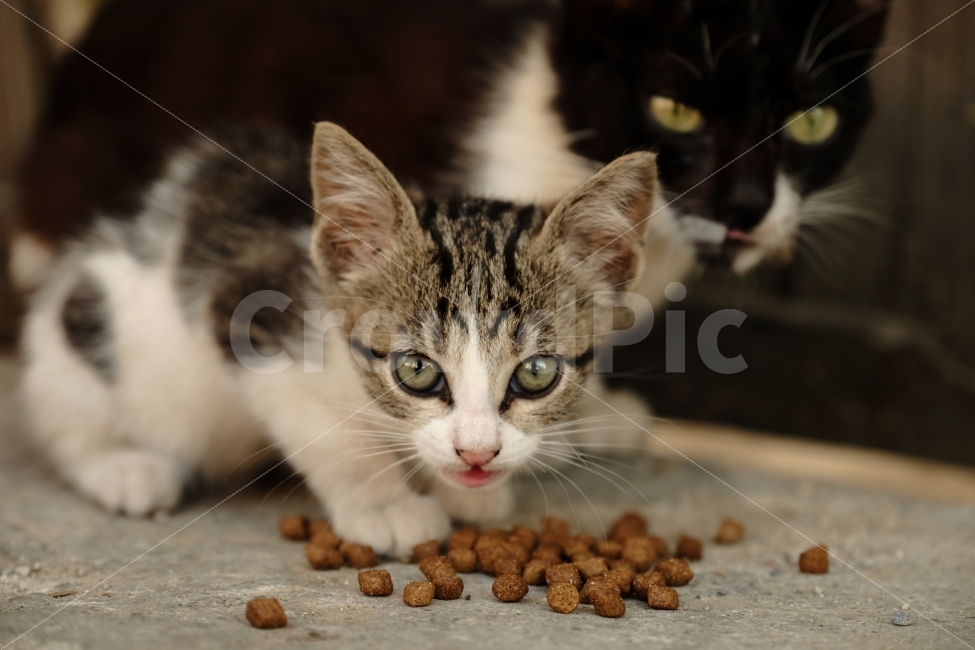 고양이,아깽이,새끼고양이,길고양이,냥이,귀여움,새끼,아기고양이,동물,animal,포유류,mammal,고양이,cat,kitten,kitty