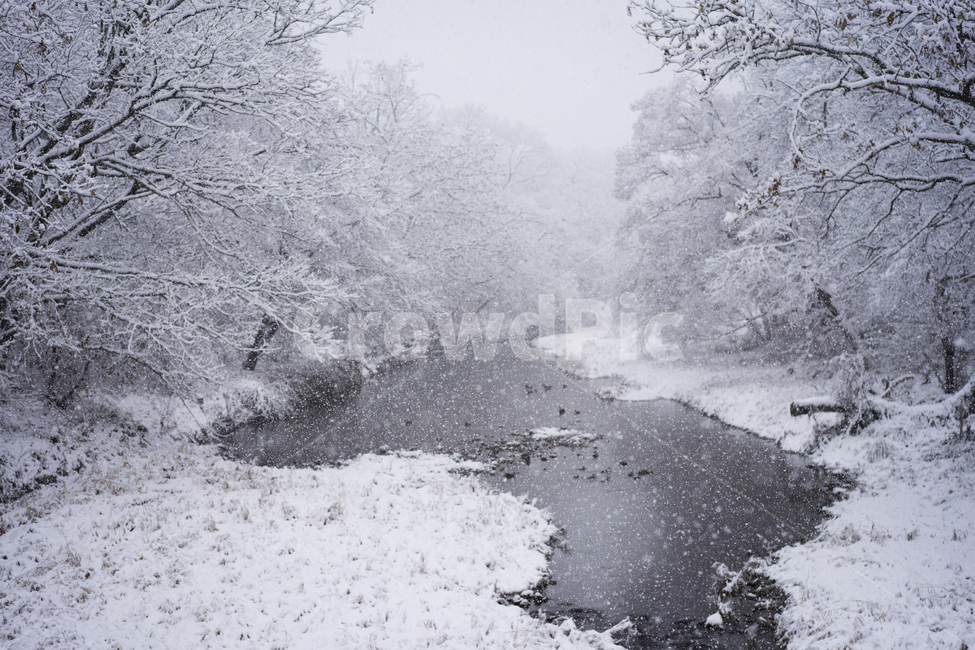 첫눈,겨울,눈,겨울수목원,눈꽃,계절,winter,snow,겨울,계절,winter,season,자연,풍경,nature,landscape,outdoors,옥외,blizzard,눈보라,storm,폭풍