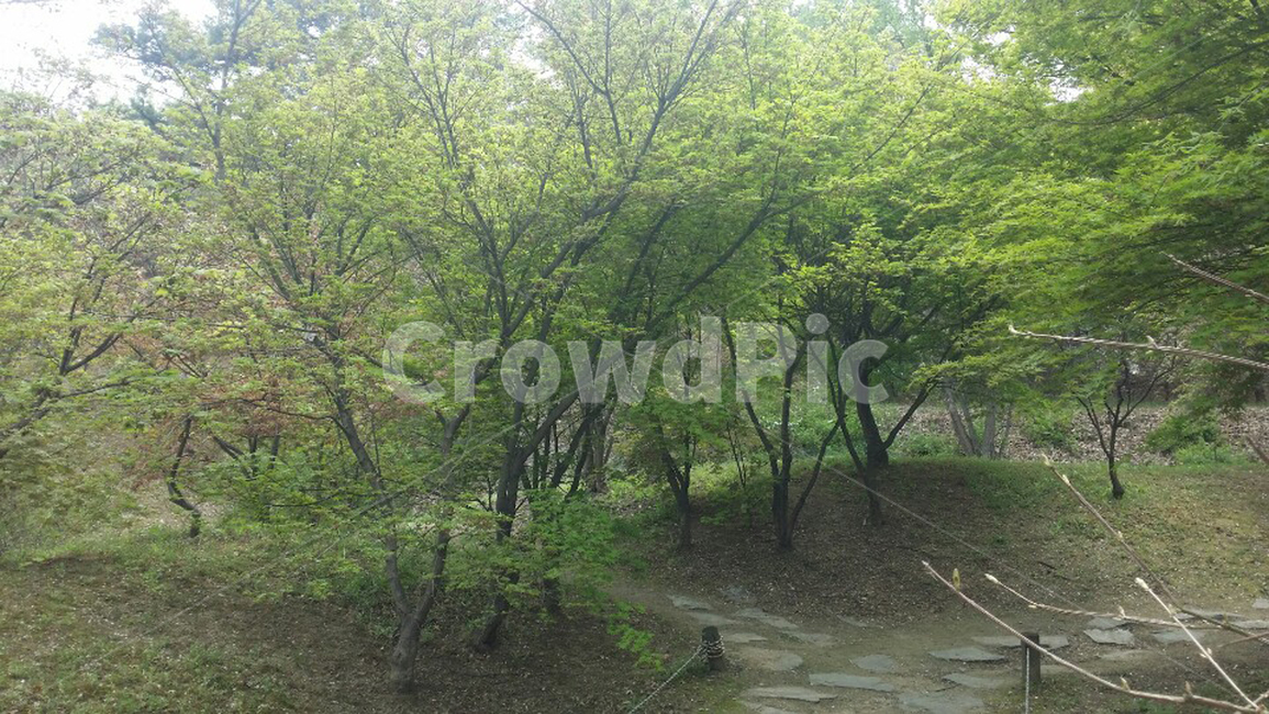 숲,숲길,봄,가을,여름,자연,풍경,nature,landscape,vegetation,초목,plant,식물,tree,나무,forest,woodland,삼림지,outdoors,옥외,land,땅,grove,작은 숲,path,통로