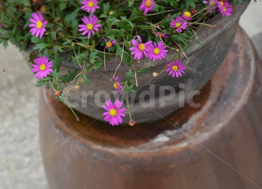 사계국화,국화,꽃,식물,들꽃,항아리,비,화단,커피숖,그리움,만남,기쁨,즐거움,행복,환희,식물,자연,plants,nature,꽃,flower