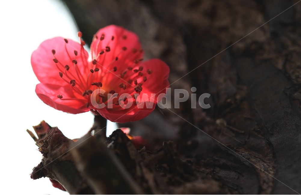 매화,홍매화,식물,꽃,flower,식물,자연,plants,nature,꽃,flower