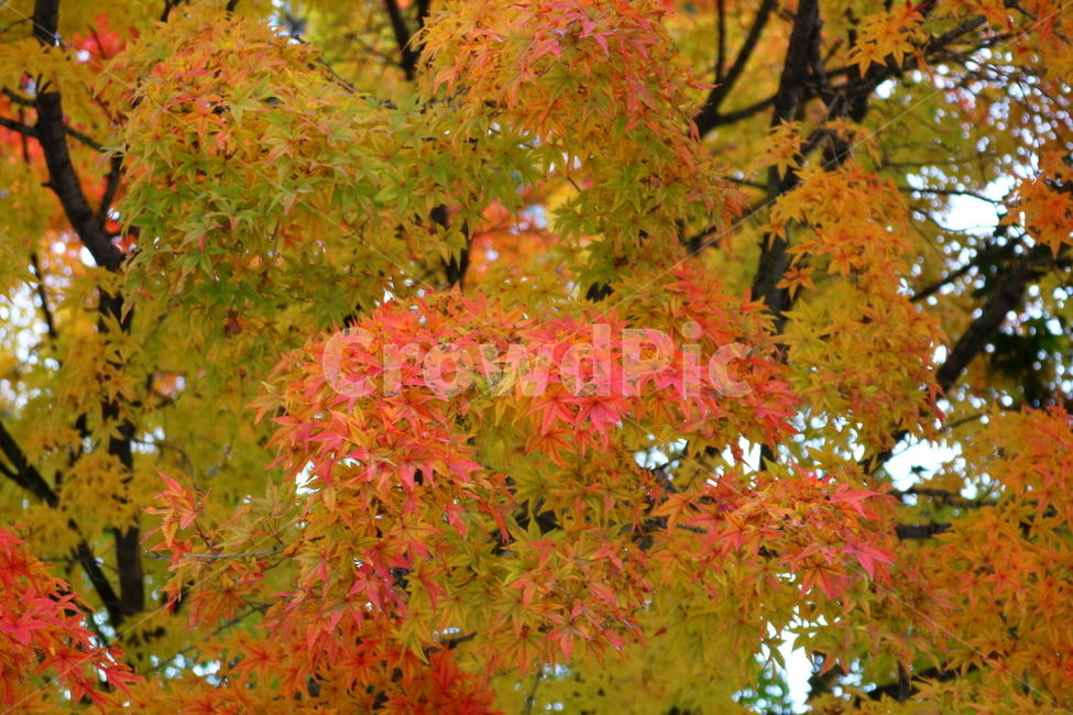 나무,단풍,단풍나무,식물,가을,자연,가을,계절,fall,autumn,season,식물,자연,plants,nature,나무,trees,wood,leaf,잎,plant,tree,maple