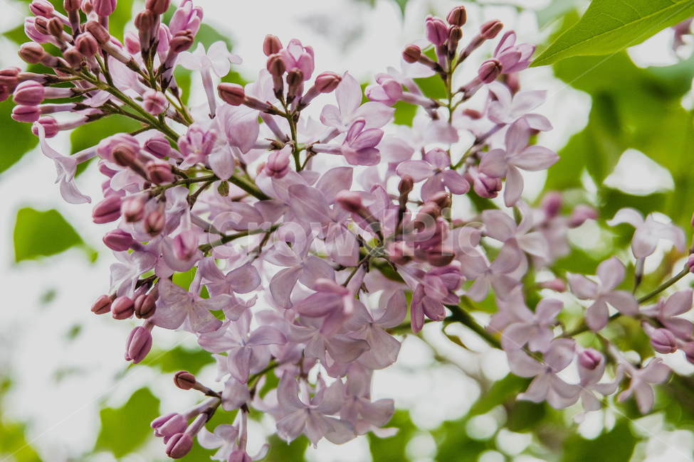 꽃,봄,배경,flower,spring,landscape,background
