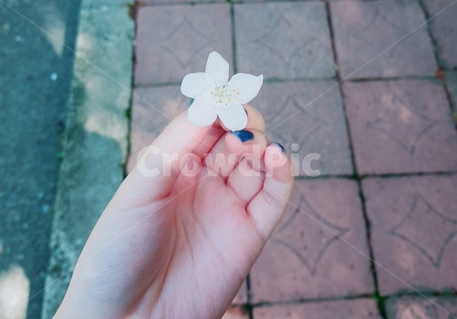 벚꽃,손,꽃든손,꽃을든손,꽃