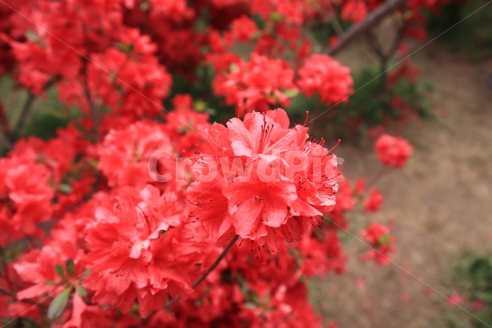 철쭉,봄,분홍색,식물,꽃,클로즈업,spring,자연,flower