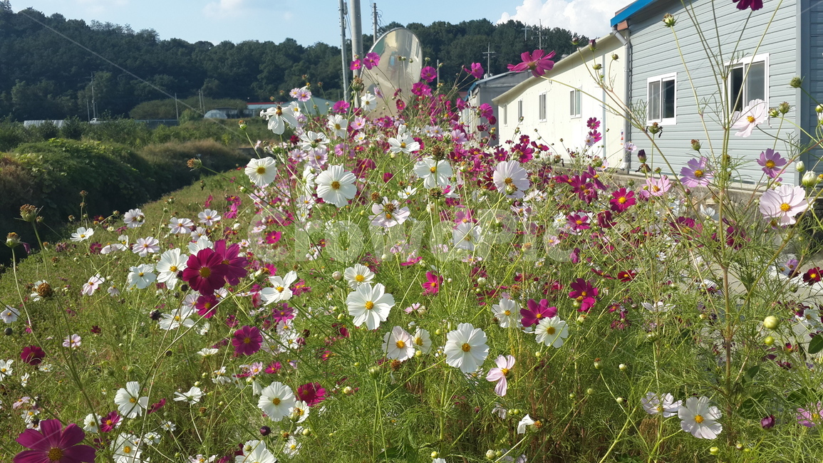 가을,코스모스,꽃,flower,식물,식물,자연,plants,nature,꽃,flower