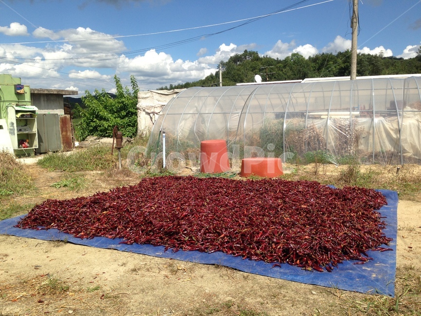 outdoors,옥외,nature,자연,시골,시골풍경,시골집마당,옛풍경,chili,chilidry
