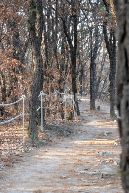 산,길,풍경,나무,감성,겨울,숲,한적,겨울,계절,winter,season,자연,풍경,nature,landscape,tree,plant,식물,tree trunk,나무 줄기
