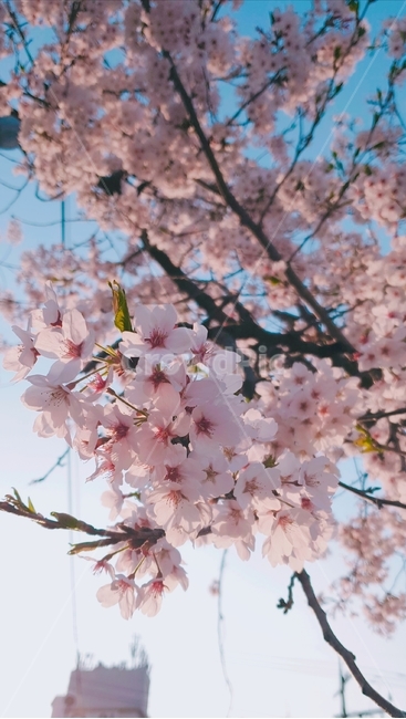 꽃,벚꽃,flower,분홍색꽃,식물,봄,spring,분홍색,pink,봄,계절,spring,season,식물,자연,plants,nature,꽃,flower,plant,blossom