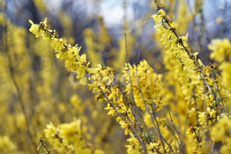 봄,개나리,봄꽃,식물,자연,노란색,계절,spring,season,beauty,flower,nature,봄,계절,spring,season,식물,자연,plants,nature,꽃,flower,plant