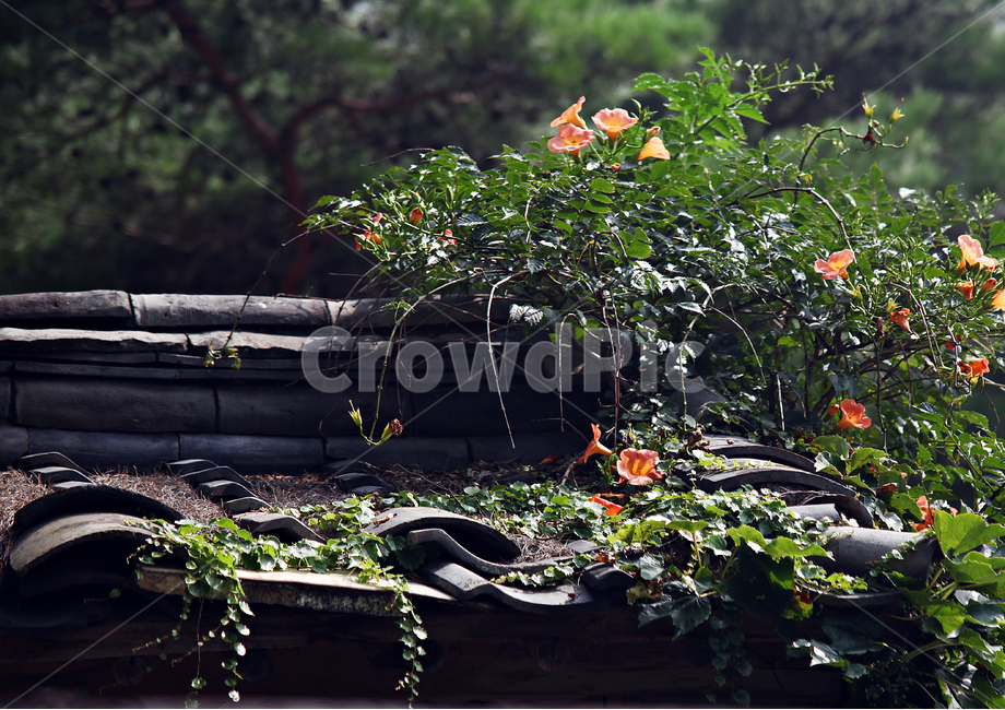 기와,담장,기와담장,전통담장,능소화,한국전통,한국문화,korean traditional,korean culture,식물,자연,plants,nature,꽃,flower,건축물,건물외관,exterior,building,structure,architecture,construction
