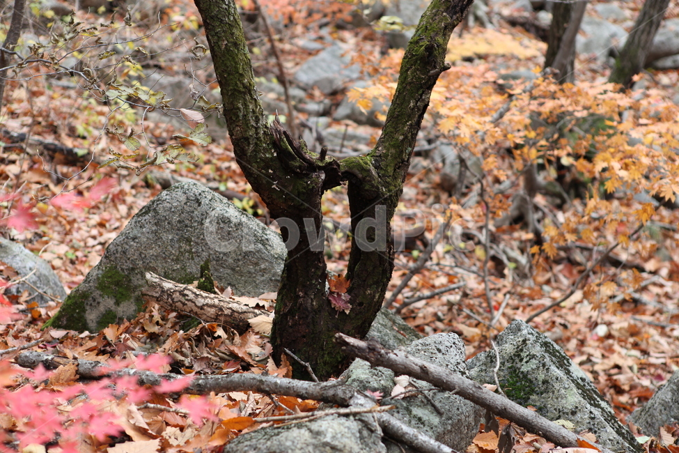 나무,세월,이끼,가을,숲,가을,계절,fall,autumn,season,식물,자연,plants,nature,나무,trees,wood,tree,plant,tree trunk,나무 줄기,leaf,잎