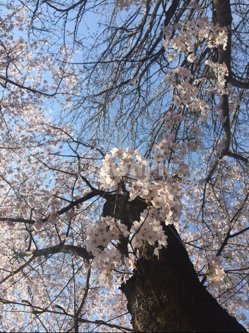 벚꽃,cherryblossom,벚나무,꽃잎,분홍색꽃,봄에피는꽃
