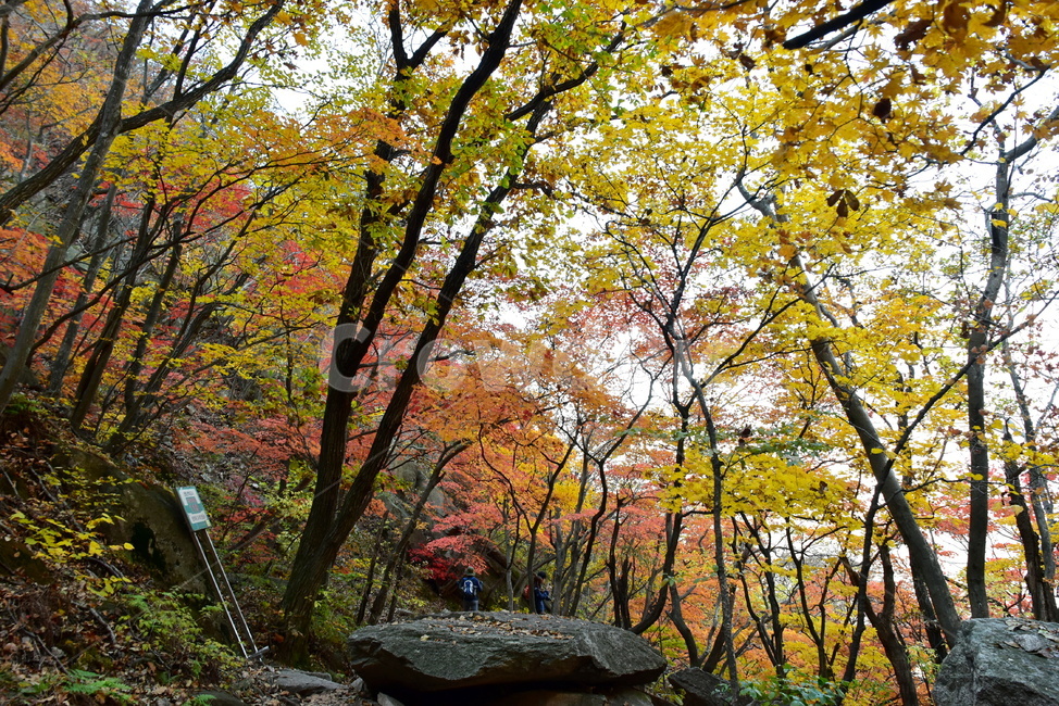 가을,단풍,울긋불긋,알록달록,형형색색,풍경,계절,시즌,아름다운,오색,가을색,비경,감성,힐링,가을,계절,fall,autumn,season,사람들,대중,군중,other people,crowd,tree,나무,plant,식물