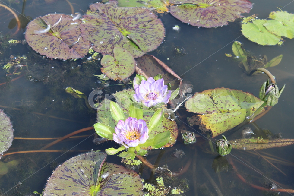 plant,식물,lily,blossom,꽃,수련,flower,식물,자연,plants,nature,꽃,flower