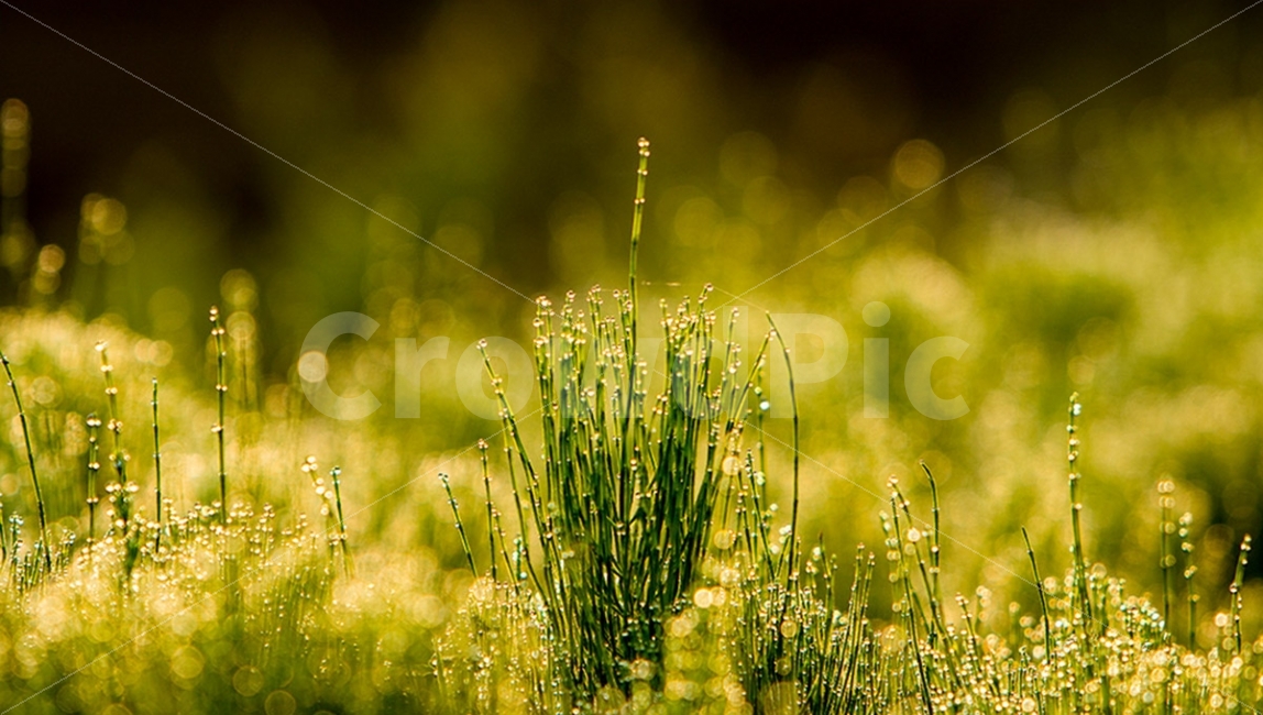 이슬,물방울,고삼지이슬,새벽이슬,쇠뜨기풀,식물,자연,plants,nature,휴식,힐링,rest,relaxation,healing