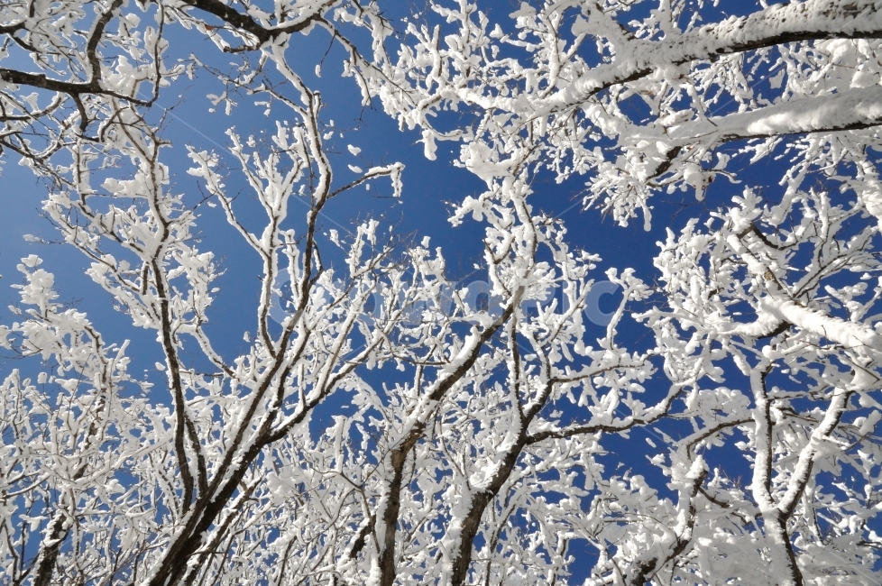 등산,눈꽃,산행,민주지산,상고대,명산,영동,영동군,눈꽃산행,겨울등산,산그리메,산봉우리,climb,climbming,겨울,계절,winter,season,식물,자연,plants,nature,나무,trees,wood