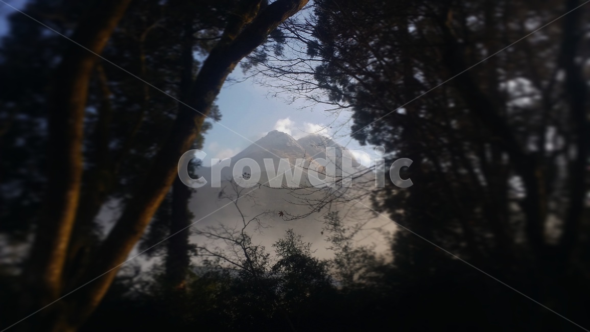 숲,산,산봉우리,나무,숲길,햇살,산책,일본,japan