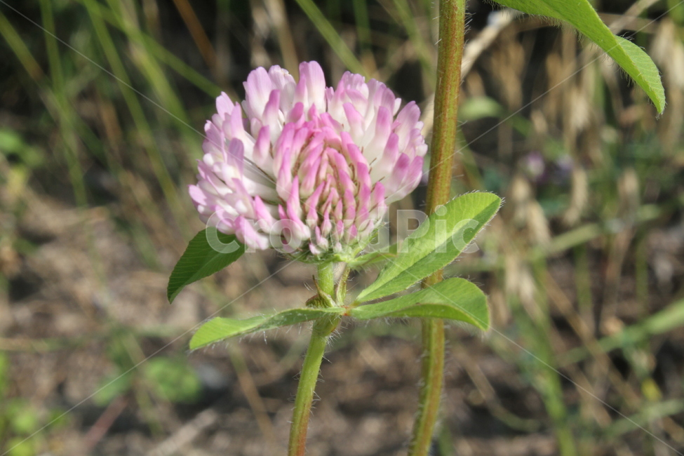 붉은토끼풀,꽃,토끼풀,식물,야생화,식물,자연,plants,nature,꽃,flower