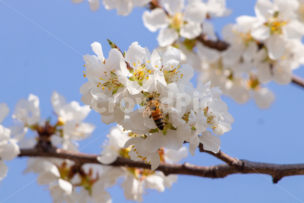 곤충,벌,bee,꿀벌,벚꽃,plant,식물