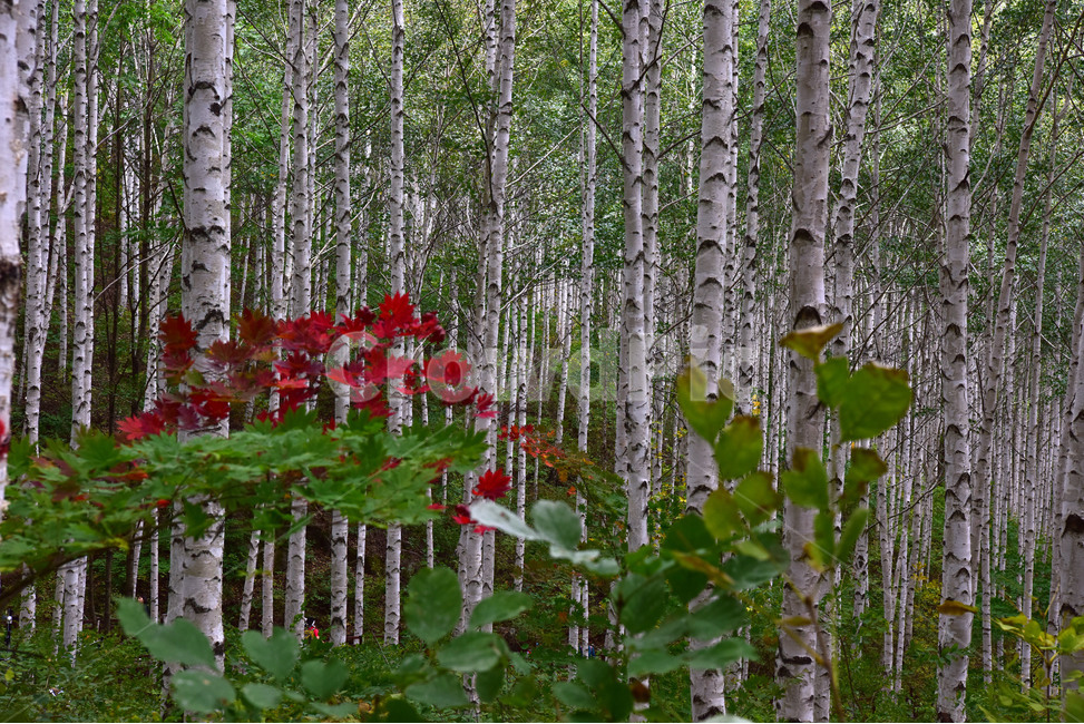 자작나무,나무,brich,brichforest,풍경,자연,식물,자연,plants,nature,나무,trees,wood