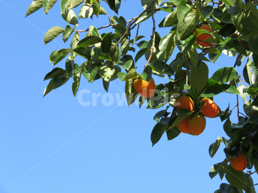 감,단감,감나무,홍시,익은감,열매,나무,식물,주황색,과일,음식,감귤류과일,plant,orange,fruit,food,citrusfruit,과일,열매,fruit