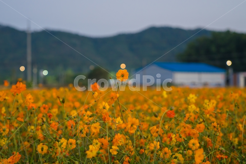 코스모스,황화코스모스,꽃사진,노란꽃,알록달록,코스모스축제,빛망울,가을,계절,fall,autumn,season,식물,자연,plants,nature,꽃,flower,outdoors,옥외,grassland,목초지,field,들