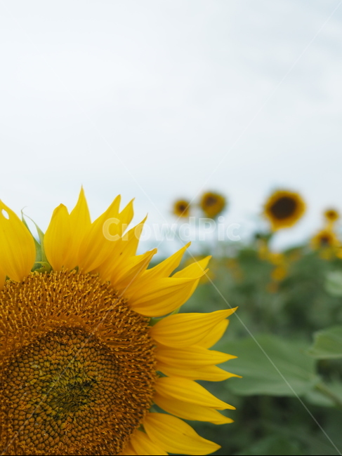 해바라기,여름,꽃,하늘,노란,해,여름,계절,summer,season,식물,자연,plants,nature,꽃,flower,plant,blossom