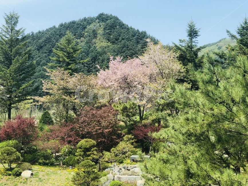 강원도,하늘,산,자연,풍경,꽃나무,꽃,수목
