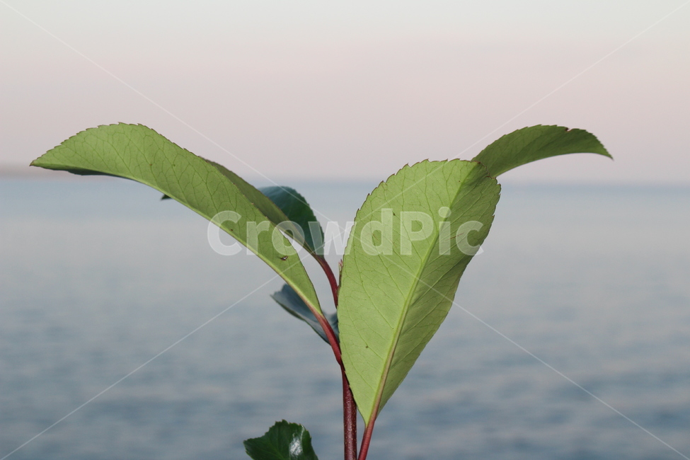 식물,접사,아웃포커스,자연,조화,화초,식물,자연,plants,nature