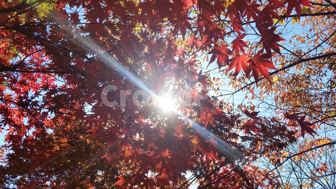 가을,낙엽,햇살,산책,단풍,가을,계절,fall,autumn,season,plant,식물,leaf,잎,tree,나무,maple