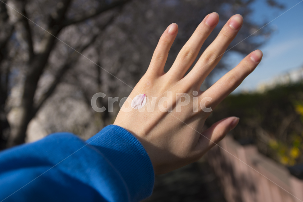 벚꽃,봄꽃,꽃,봄,하늘,봄,계절,spring,season,꽃,flower,사람,인물,인간,human,person,신체일부,몸,body,finger,손가락,hand,손