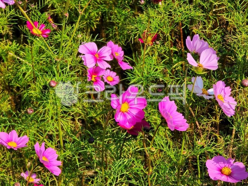 코스모스,꽃,가을꽃,가을,분홍색,핑크,분홍