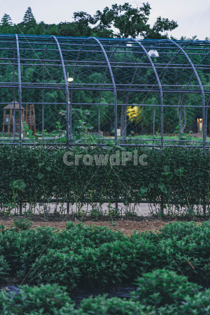 plant,식물,자연,nature,공원,garden