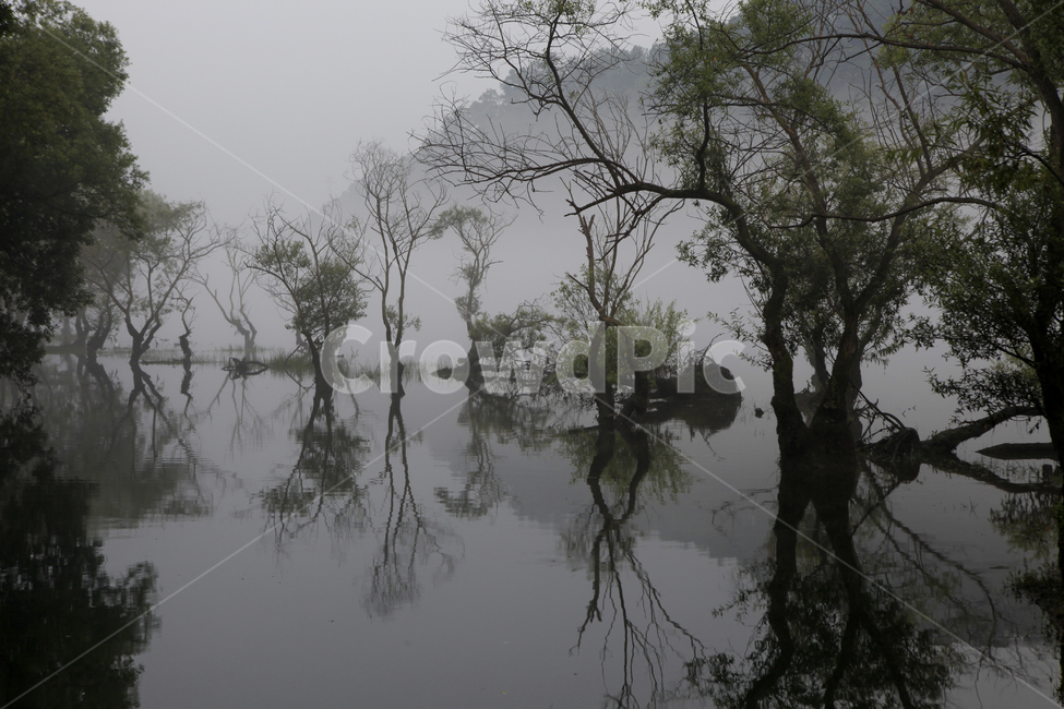 호수,호숫가,물안개,버드나무,반영,대청호수,자연,풍경,nature,landscape,한국자연풍경,한국자연경관,korea nature landscape,outdoors,옥외
