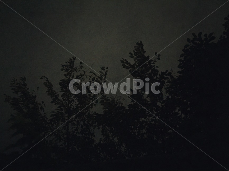 자연,녹색,초록색,하늘색,green,skyblue,자연,풍경,nature,landscape,야경,밤,nightscape,night,식물,plants,나무,trees,wood,실루엣,그림자,silhouette,shadow,outdoors,옥외