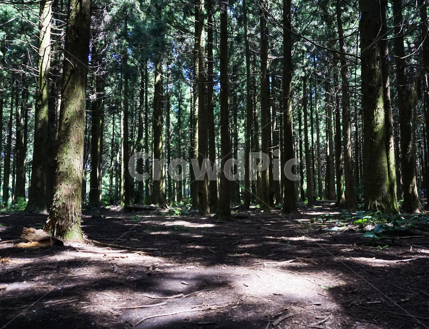 제주도,사려니숲,자연,나무,tree,plant,초목,자연,풍경,nature,landscape,나무,trees,wood