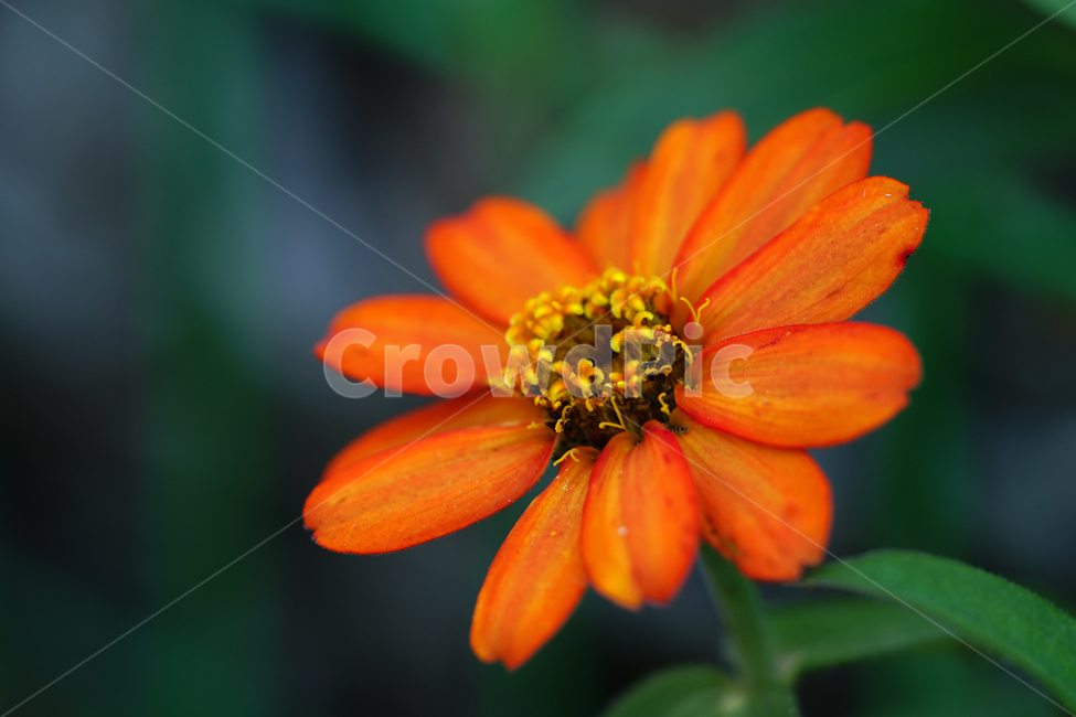 백일홍,꽃,플라워,자연,식물,가을꽃,가을,crapemyrtle,zinnia,flower,nature,plants,autumn,fall,10월,october,식물,자연,plants,nature,꽃,flower