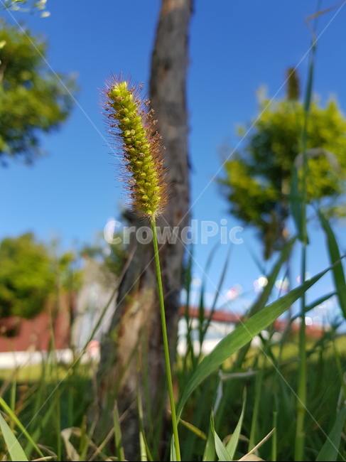 plant,식물,잔디,grass,강아지풀