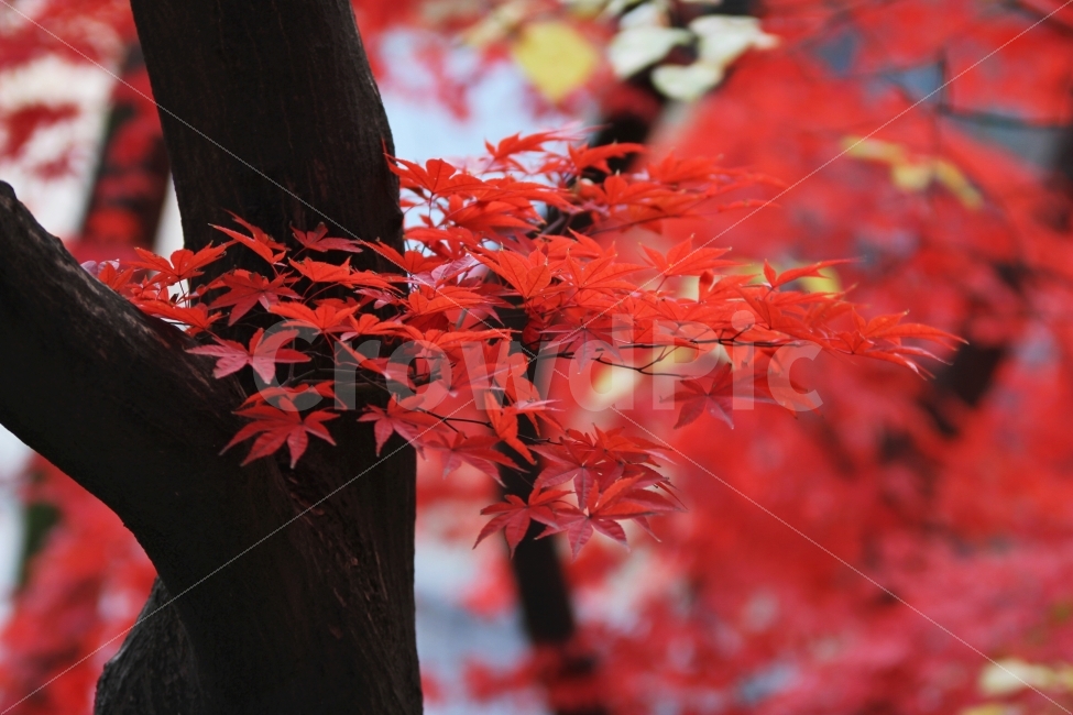 단풍나무,가을사진,단풍잎,감성사진,가을,가을,계절,fall,autumn,season,식물,자연,plants,nature,나무,trees,wood,leaf,잎,plant,tree